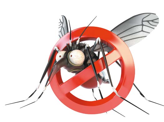 Combater o Aedes Aegypti é a melhor forma de evitar zika, dengue e chikungunya